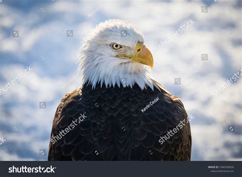 Bald Eagle Snow Background Stock Photo 1946330026 | Shutterstock