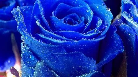 Blue Rose Wallpaper HD PixelsTalk Net