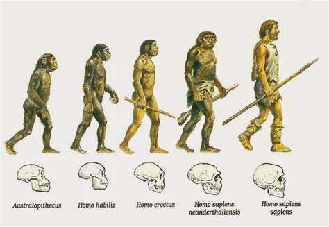 La Evoluci N Humana Proceso De Hominizaci N Sobrehistoria