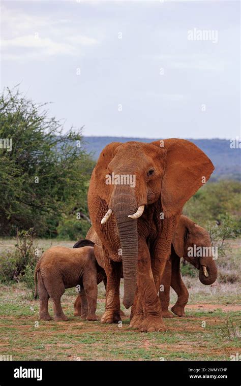 Kenya Laikipia County Dry Shrubby Savannah African Savanna Elephant