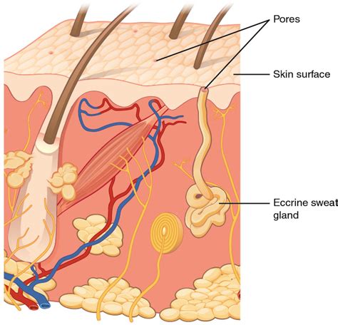 Nails And Glands Biology For Majors Ii