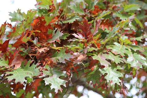 Autumn Oak Leaves Close Up Photograph by Carol Groenen - Fine Art America