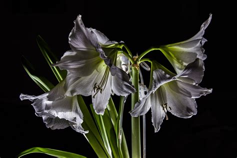 K Amaryllis Closeup Black Background Hd Phone Wallpaper Rare Gallery