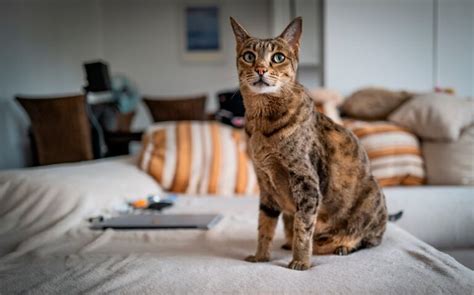 Cuánto cuesta el gato más caro del mundo Con Mis Mascotas