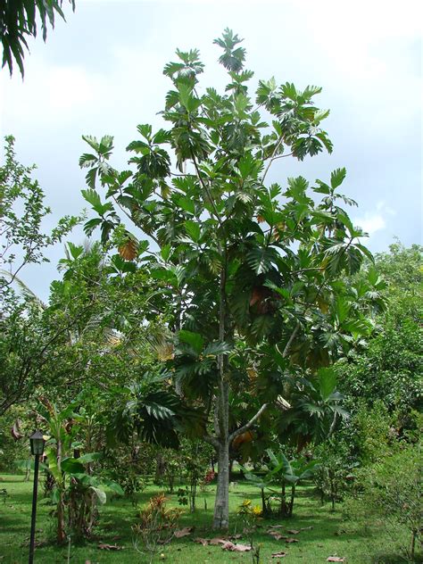 Arbol De Pan Fruta De Pan Ñame De Pan Ñame De Palo Pan De ñame Pan