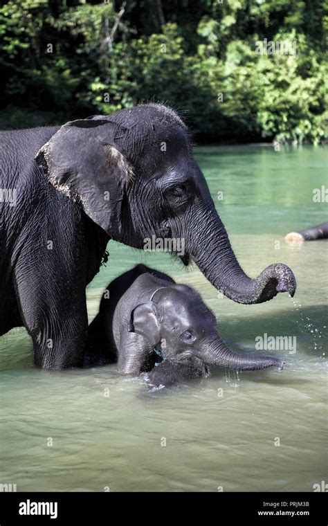 Sumatran Forest Elephant Hi Res Stock Photography And Images Alamy