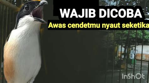 KICAU SUARA Cendet Gacor Pancingan Cendet Agar Bunyi Dan Jadikan Burung