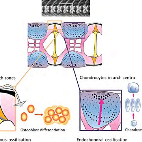 Osteoblast Differentiation Maturation And Key Factors Involved After Download Scientific