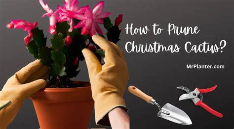 How To Prune Christmas Cactus A Step By Step Guide 2023