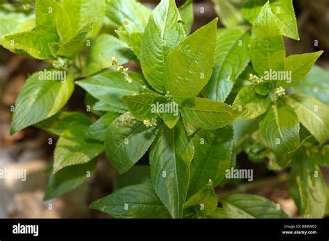 Mercurialis Perennis Immagini E Fotografie Stock Ad Alta Risoluzione