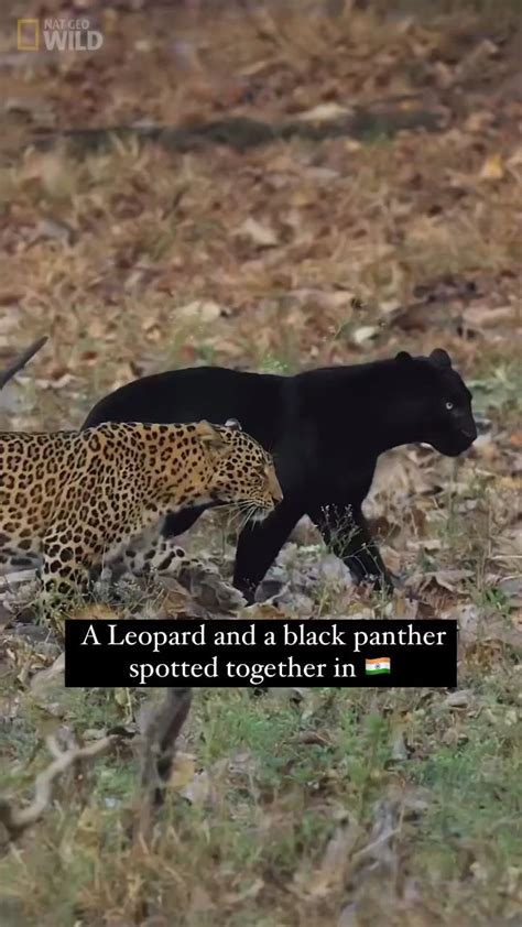 Leopard and Black Panther spotted together in India. With my shadow ...