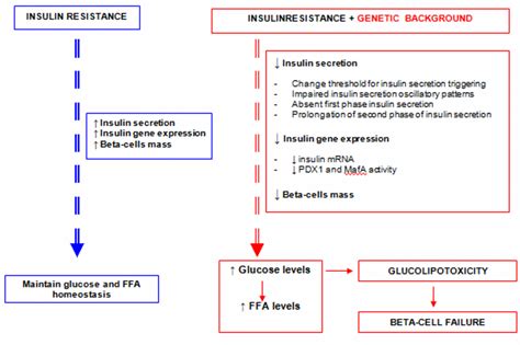 Beta Cell Function And Failure In Type 2 Diabetes IntechOpen