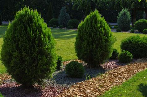 Arborvitae Landscaping Ideas How To Use Arborvitae Trees To Improve