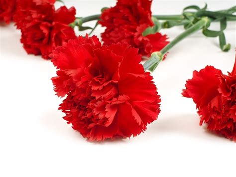 History Of Carnation Day And The Red Carnation Flower Gardening Know How