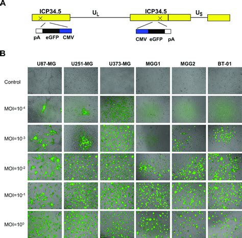 Bt Was Sensitive To Ohsv A Schematic Of Ohsv Gfp Both Copies