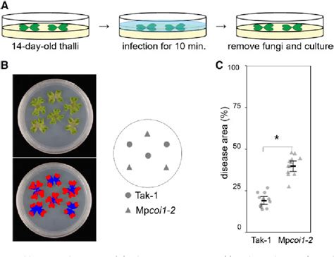 Figure From Isolation Of Natural Fungal Pathogens From Marchantia