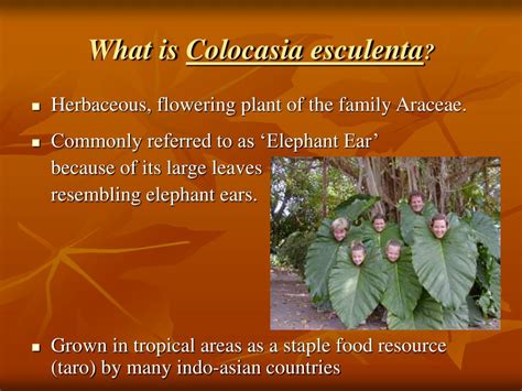 Ppt Toxicity In Humans By Ingestion Of Colocasia Esculenta Elephant