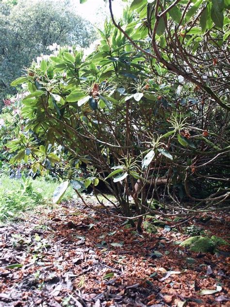 Rhododendron - Propagation - Burncoose Nurseries