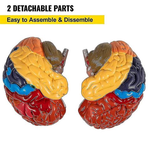 Human Brain Model Anatomy 2 Part Brain Model Color Coding With Display