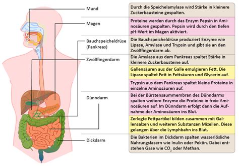 Die Verdauung