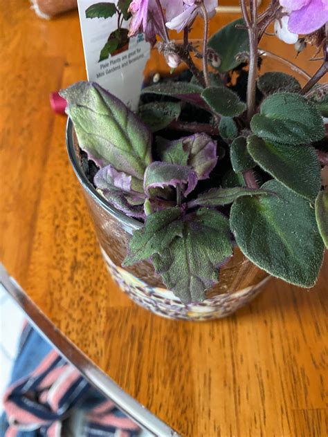 I Just Got This Purple Passion Plant A Week And A Half Ago It’s Turning Pale And Limp What Can