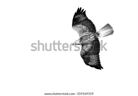 Flying Hawk Isolated Bird White Background Stock Photo 359169359 ...