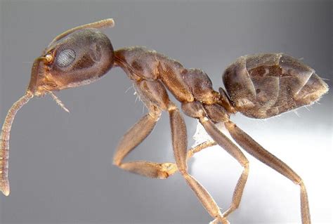 How Has The Introduction Of Argentine Ants Affected Ecosystems And