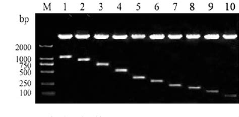 Figure From Cloning Of Mouse Telomerase Reverse Transcriptase Gene