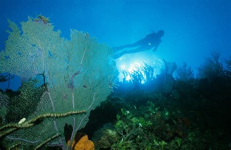 Karibik Kuba Tauchen Unterwasser Cayo Santa Maria69 Nautilus Tauchreisen