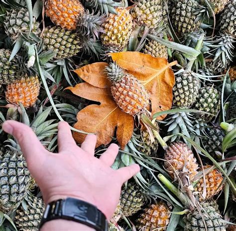 Fresh Yellow Pineapple From Chiang Rai Thailand Sweet Phu Lae Premium Grade Fresh Sweet Natural