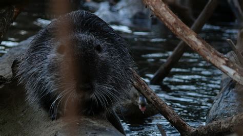 Nutria Rodent - Free photo on Pixabay - Pixabay