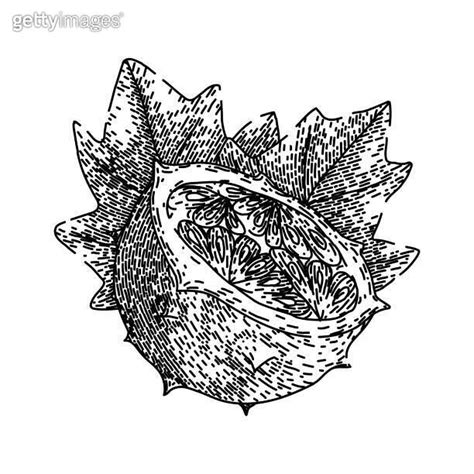 sweet kiwano sketch hand drawn vector 1659105799 게티이미지뱅크