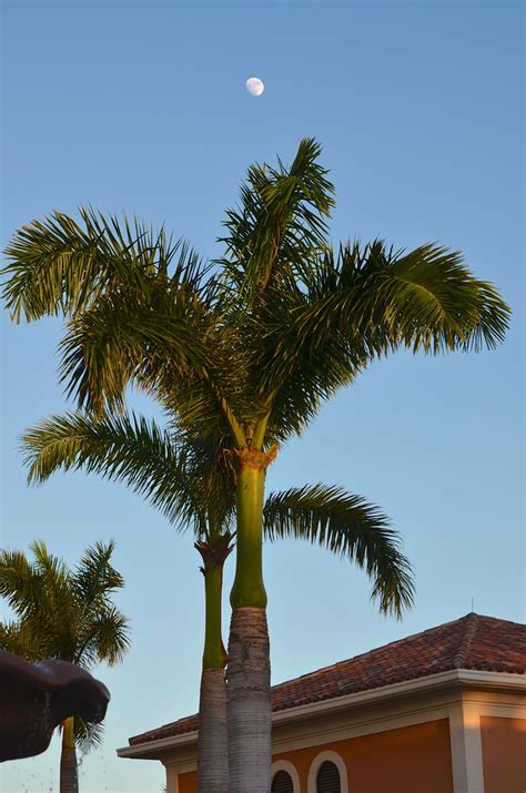 Moon Over Palm Tree At Beaches Turks And Caicos Joe Shlabotnik Flickr