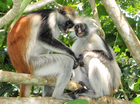 trip  zanzibar  untouched tanzanian island india imagine