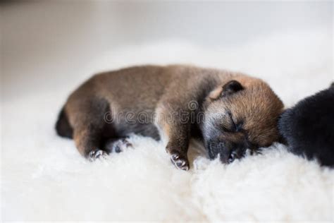 Close-up Portrait of Newborn Shiba Inu Puppy Sleeping on the Blanket ...