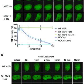 Par Mediates The Function Of Nbs During Early Dna Damage Response A