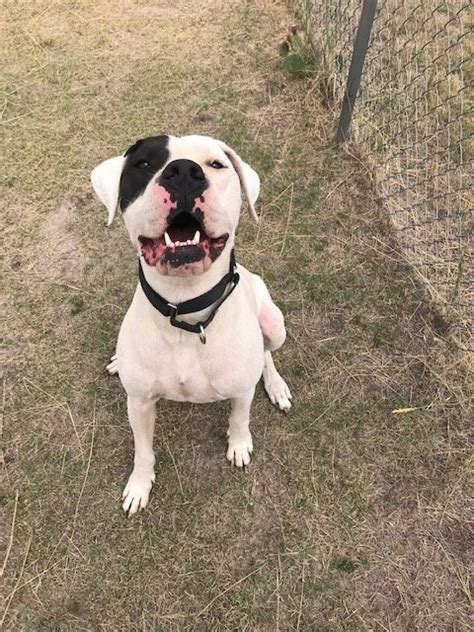 Adopt Zoey A White Dogo Argentino Mixed Dog In Yoder Co 32690865