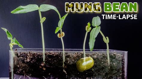 Mung Bean Growth Stages