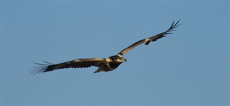 BirdLife Botswana: Bird Identification training course