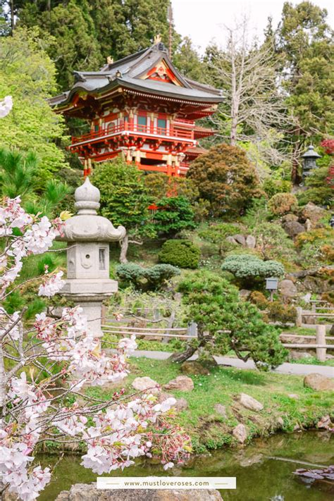 Cherry Blossoms Are Blooming at the Japanese Tea Garden in San Francisco!