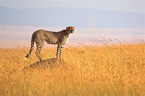 3 Tage Safari Tarangire Ngorongoro Krater Lake Manyara