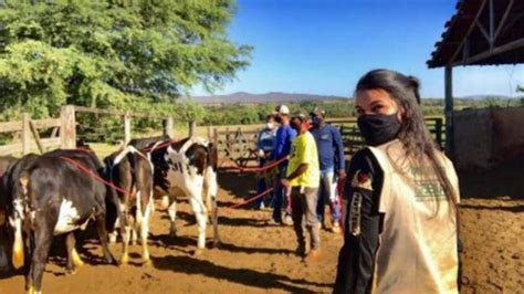 Doma Racional De Novilhas Para Ordenha Surpreende Produtores Experientes