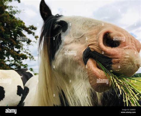 Horse eating grass Stock Photo - Alamy