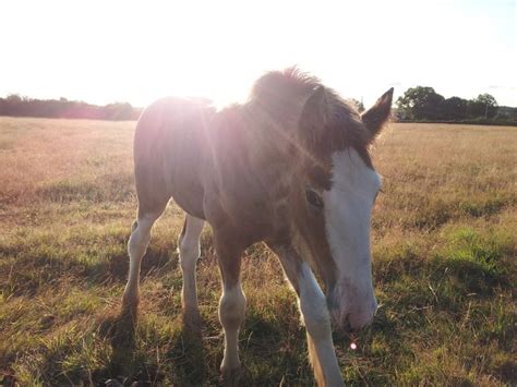 Clydesdale | Horses, Clydesdale, Animals