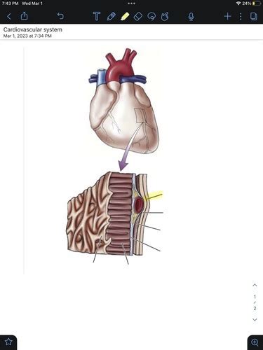 layers of the heart, pericardium, and pericardial space Diagram | Quizlet