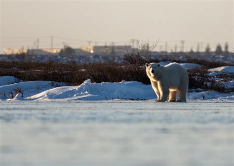 As Churchill waits for ice, more polar bears come into town | The Narwhal