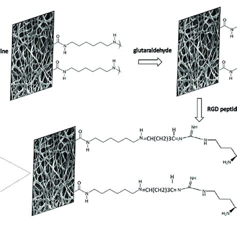 Schematic Diagram Of The Immobilization Reactions Of Rgd Peptides Download Scientific Diagram