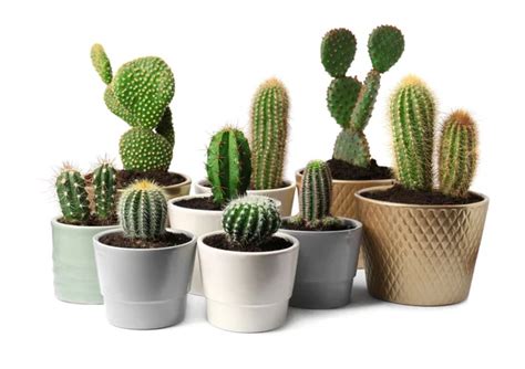 Green Cacti Terracotta Pots Isolated White Collection Stock Photo