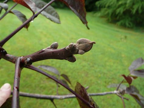 Juglans Regia Purpurea Friends Of Belfast Botanic Gardens