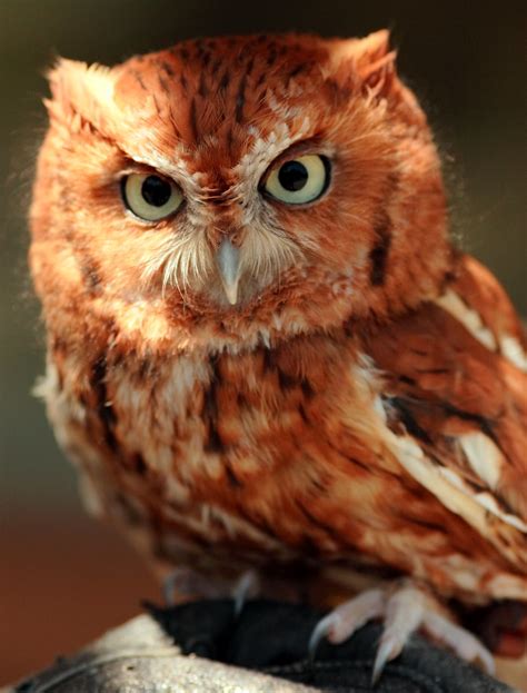 Red Phase Eastern Screech Owl Being Held By A Keeper Near Flickr